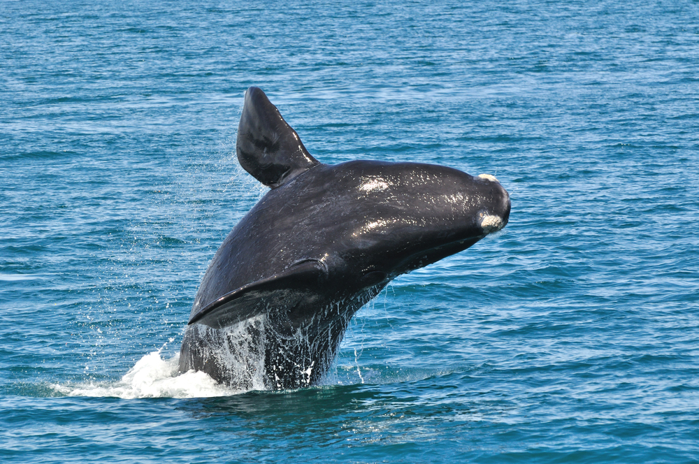 balene-sudafrica