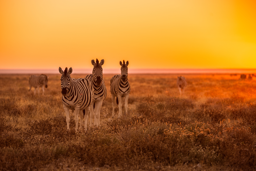 safari-in-africa